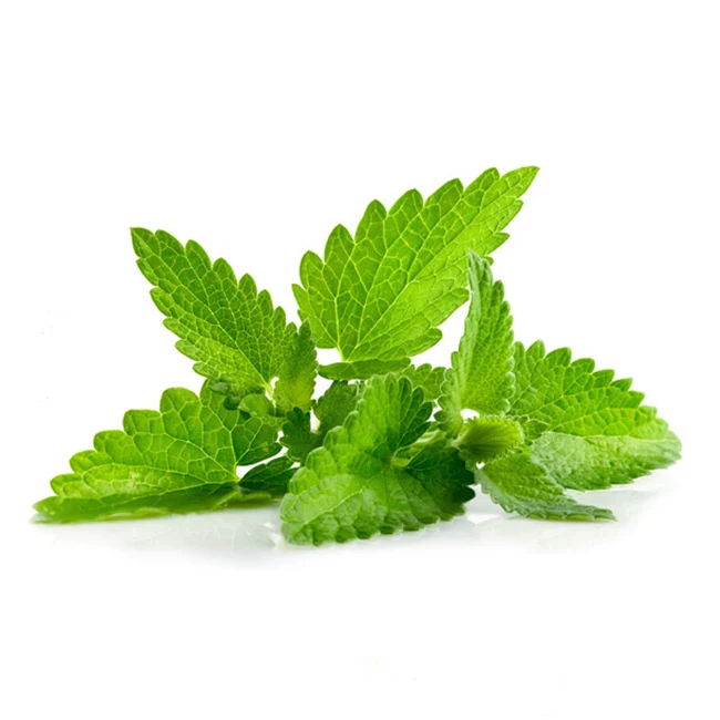 Supplier Bulk 100% Pure Natural Peppermint Essential Oil - Premium Quality Manufacturer for Multi-Purpose Use Wholesale Prices