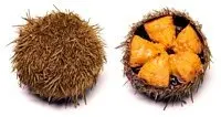 
sea urchin roe 