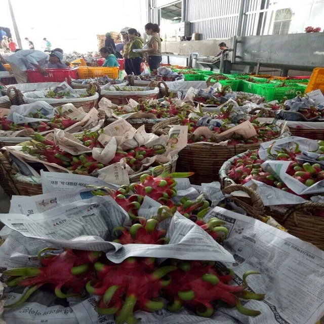 
Fresh dragonfruit/ dragon fruit good price, good quality 