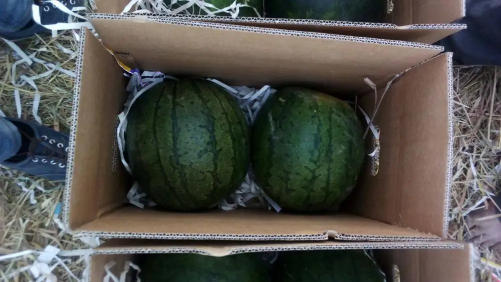 
Fresh watermelons for sale , ready to export from egypt , watermelon fruit 