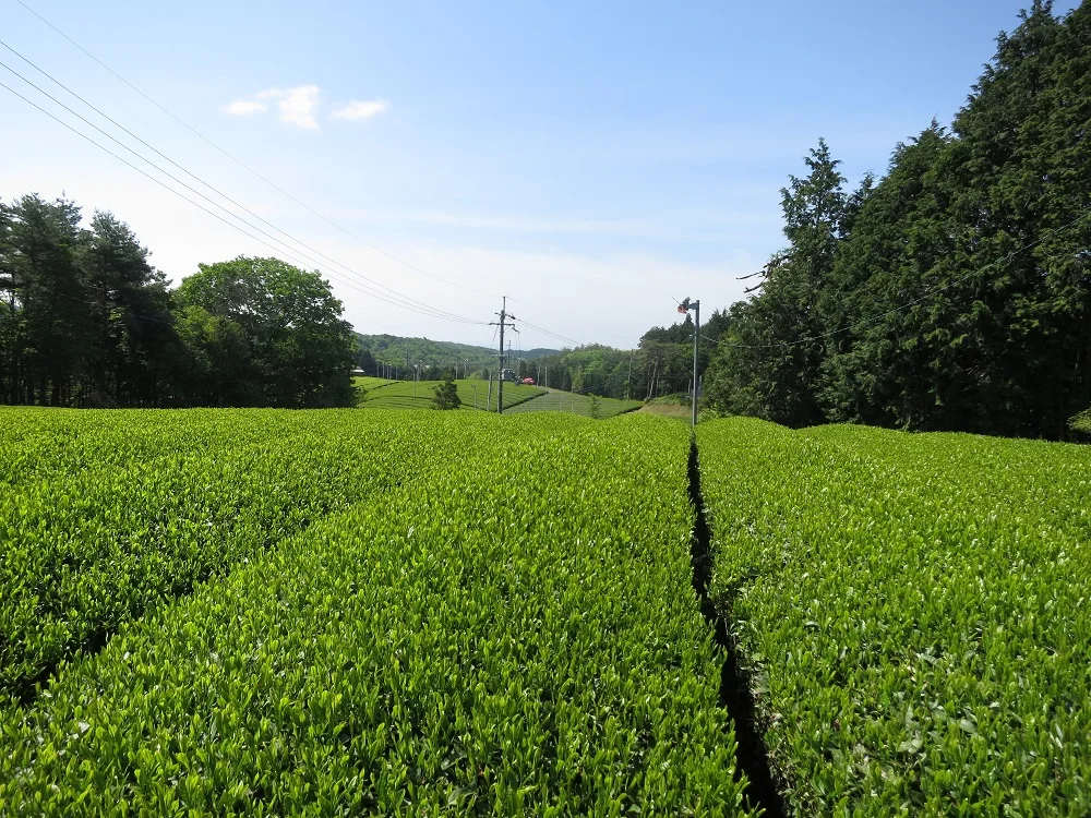 Matcha Green Tea Powder Japanese Carefully Stored Private Label
