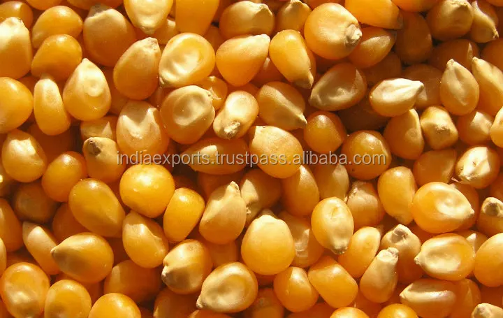 
Cattle Feed Yellow Maize 