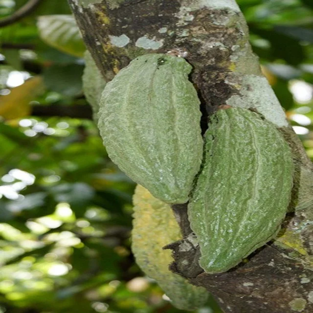 Питательные вещества способствующие микробу для какао бобов