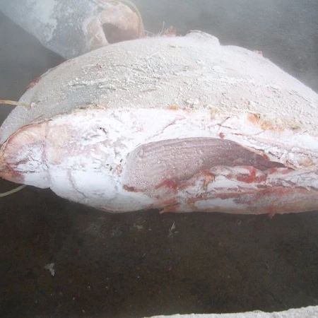 Frozen Fish Fresh Tilapia Supplier Block Bulk Style Packaging Package Weight Lbs Shelf Origin Moonfish HG - Frozen Sea