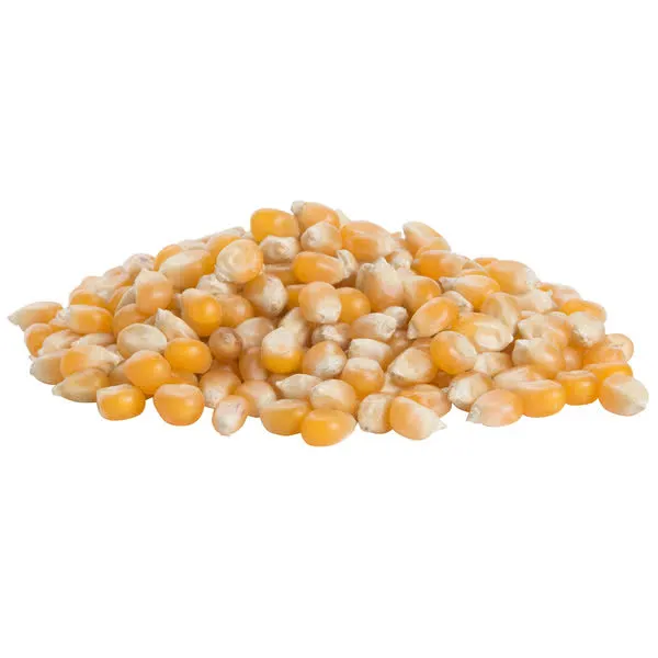 Corn seeds