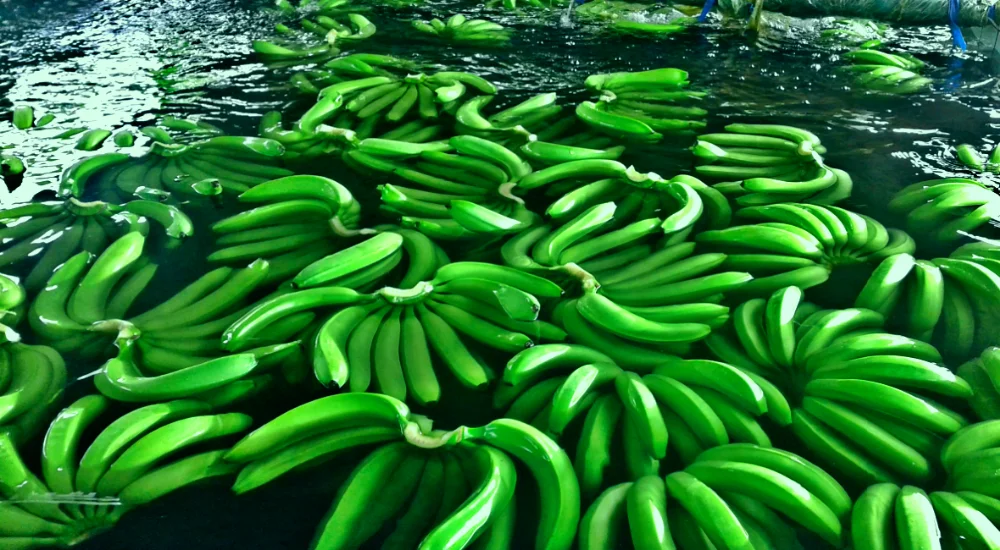 
PREMIUM BANANAS 