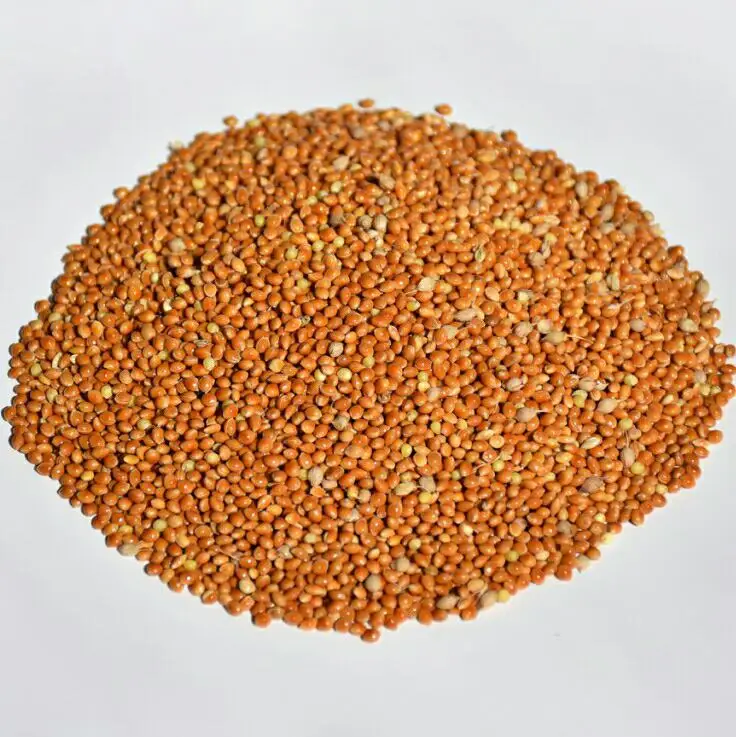 
Best Selling Wholesale Bird Feed Seeds Of Ukrainian origin Red Millet for Birds 