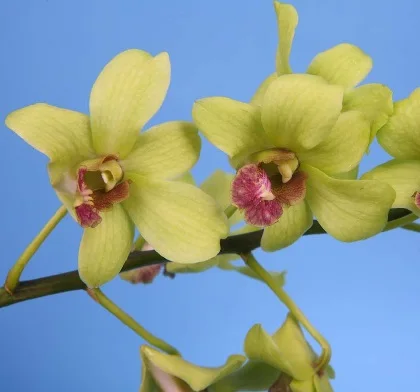 
Wholesale Fresh Dendrobium Jade Thai Orchids Cut Flower Best Price , Try us!!! 