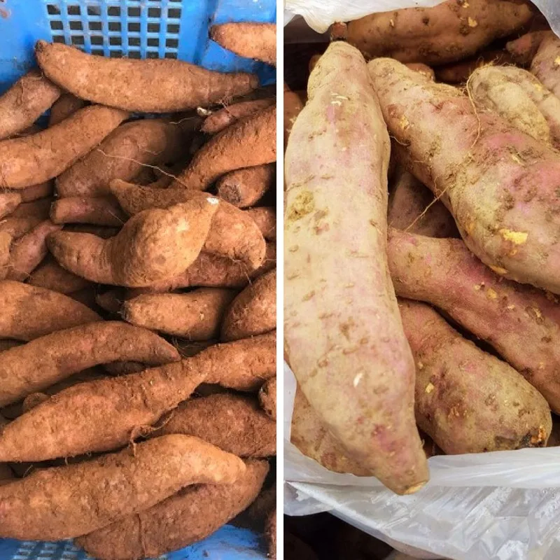 VIETNAM SOFT POTATO / BATATA (WHATSAPP+84-845-639-639)