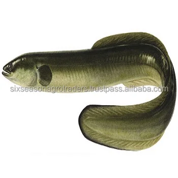 Live Eel Fish With cheap price / eel fish wholesales