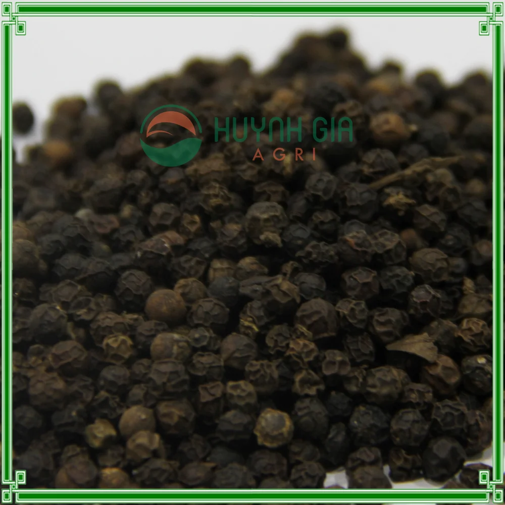 High Quality 50KG Vacuum Packed Vietnam Fresh Hand-Picked Black Pepper 550 GL/L From HUYNHGIA Manufacturer