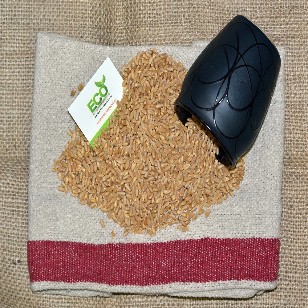 Зерно пшеницы для корма животных и людей