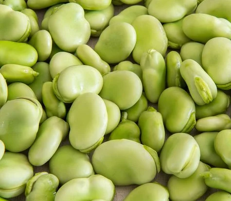 
BIG WHITE KIDNEY BEAN LARGE WHITE KIDNEY BEAN LIMA BEAN 