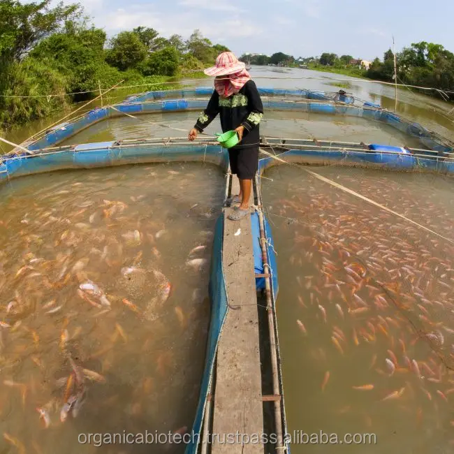 Veterinary Probiotics for Fish Growth Booster