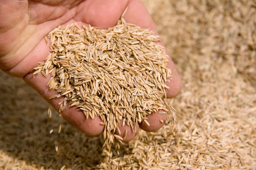 
2021 Premium Quality Rye Grains for Sale 