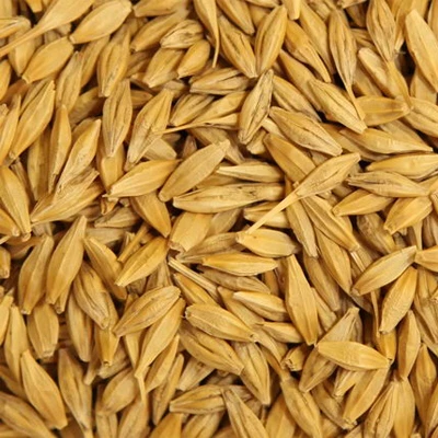 Barley for animal feeding / Ukrainian feed barley in bulk for export