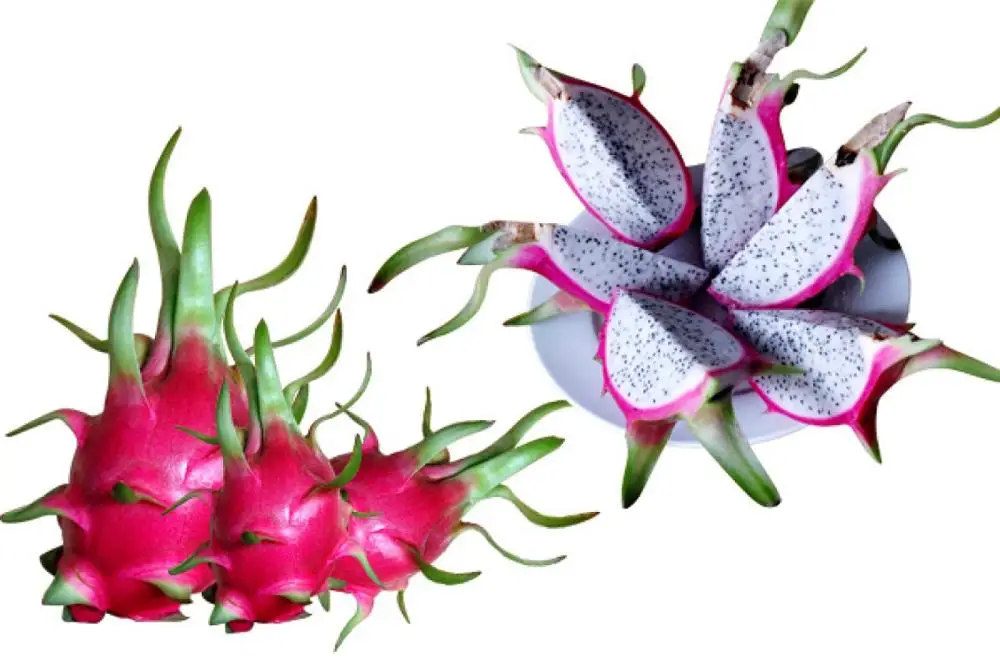
Dragon fruit in Viet Nam with cheap price / good quality ever /Vivian +84 33 88 20 462 