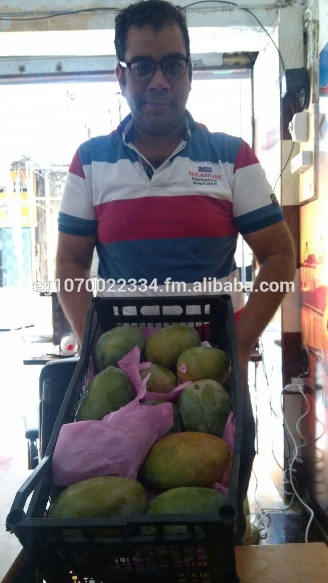 mango fruit from Egypt best price  AND BEST QUALITY