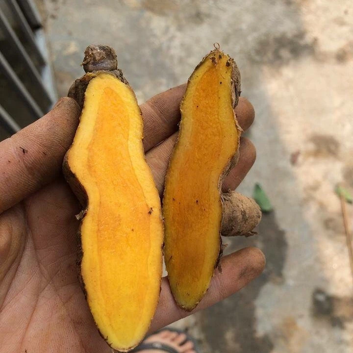  Свежая красная куркума по лучшей цене из Вьетнама