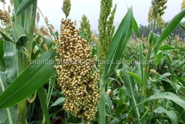 Sorghum Seeds For Indian