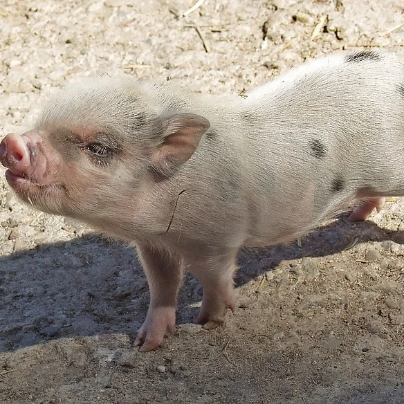 Feed Probiotics as foods for birds fishes pigs and piglets