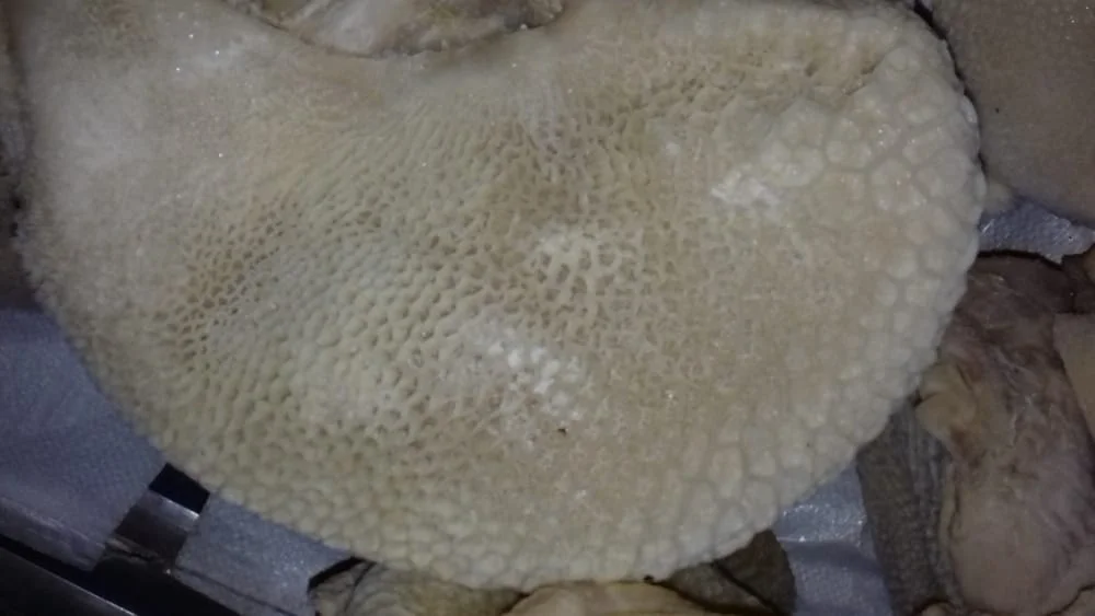 Beef Honeycomb / Halal frozen Beef Honeycomb Supplier from Pakistan