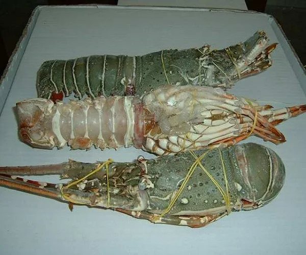 
Frozen seafood Canadian lobster 