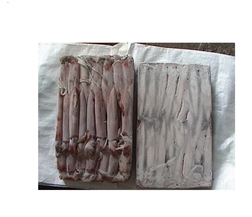 frozen Whole squid