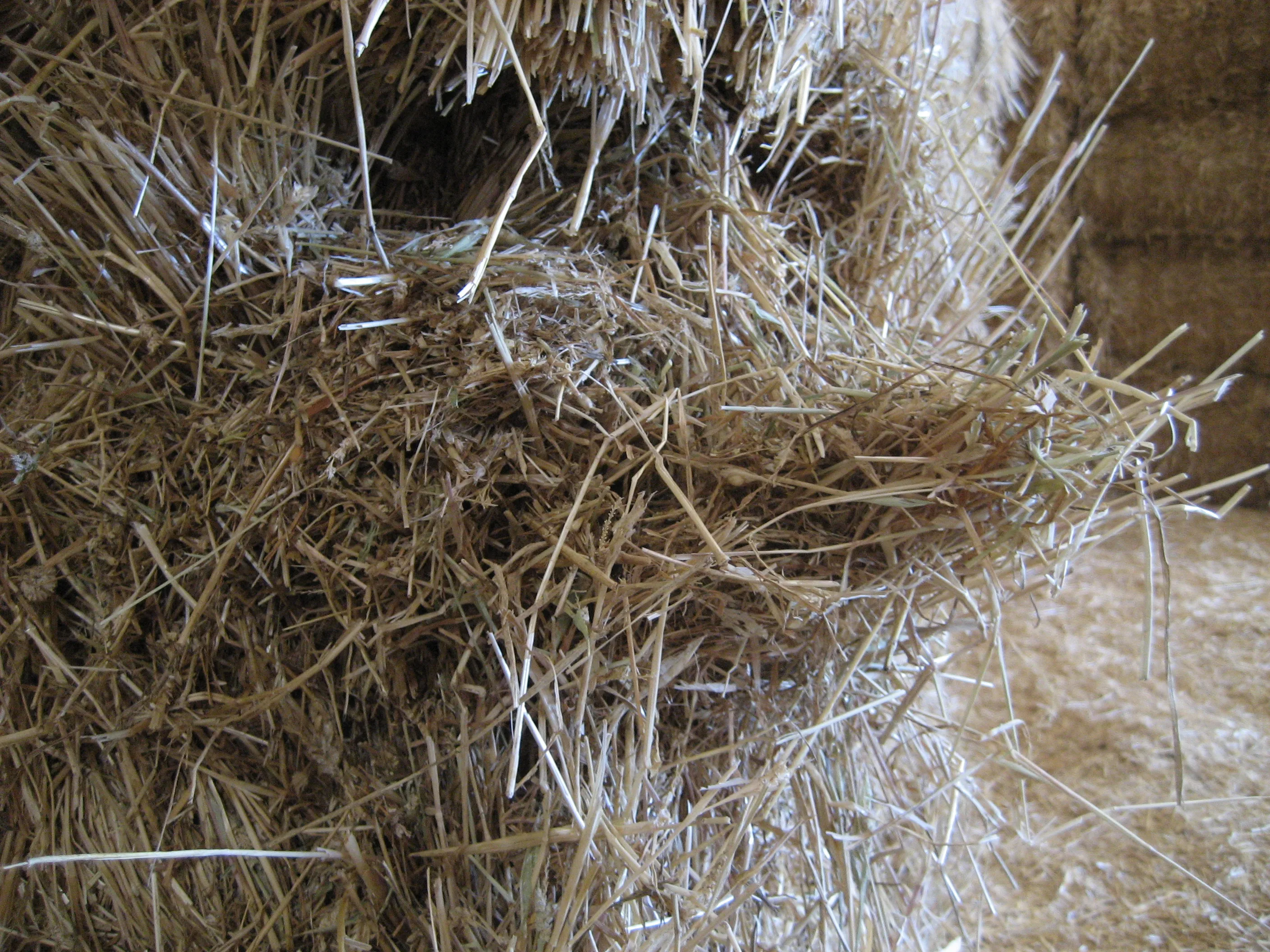 Wheat Hay in bales