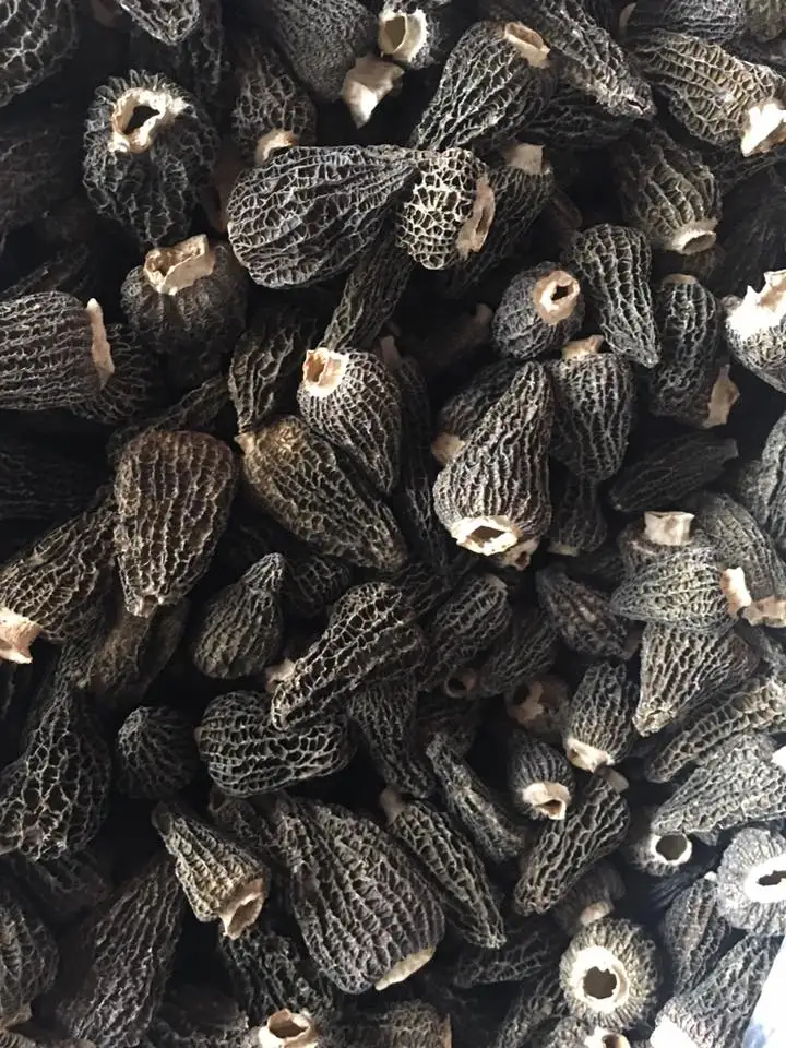 
Best quality dry honeycomb pattern dried morel for wholesale 