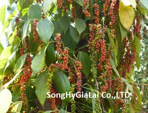 CLEAN PEPPER Manufacturer in Vietnam - Song Hy Gia Lai Co., Ltd