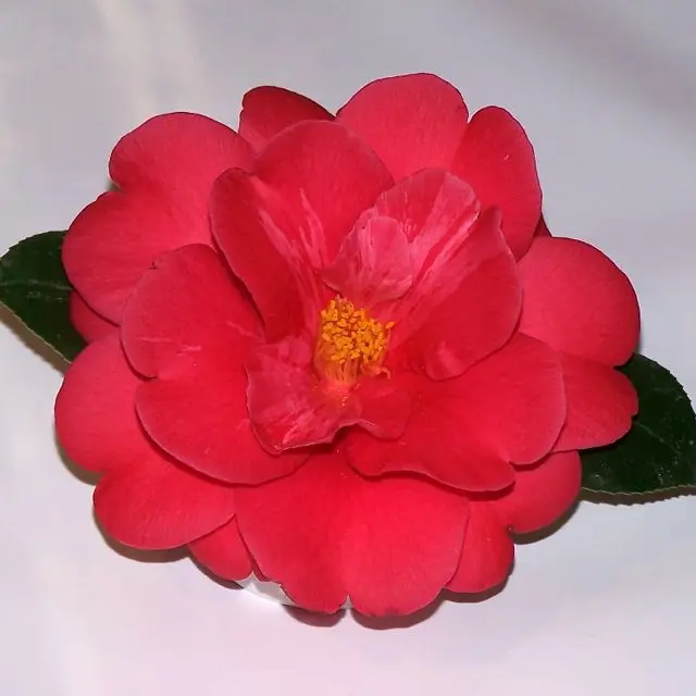 High Quality Best Cosmetic Skin Camellia Essential Oil