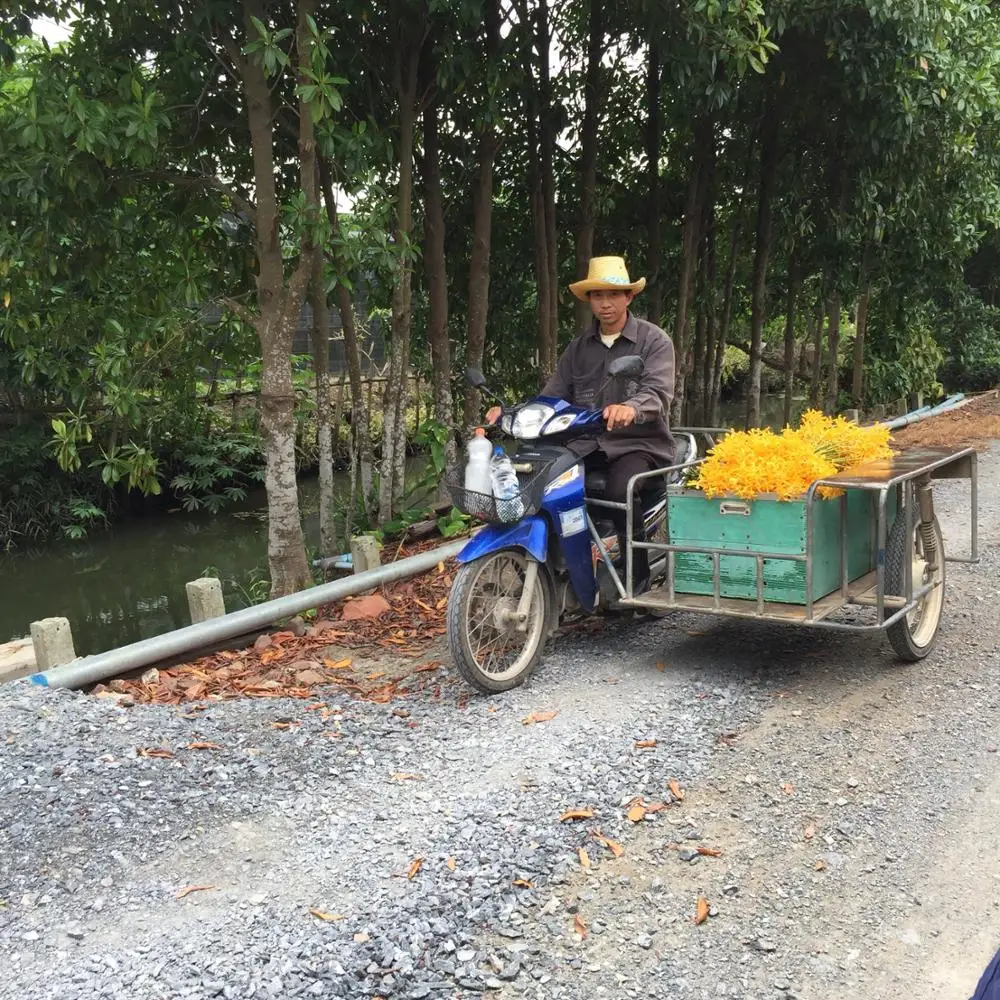 
Wholesale Yellow Mokara Thai Orchid Cut Flower, Fresh from farm @ Best price try us!! 