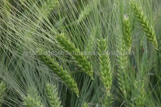 
2017 Top Quality Of Bajara Seeds For Cambodia 