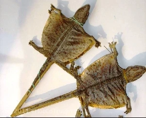 
DEHYDRATED FLYING GECKO - Vietnamese gecko/tokay gecko/ flying dried gecko 