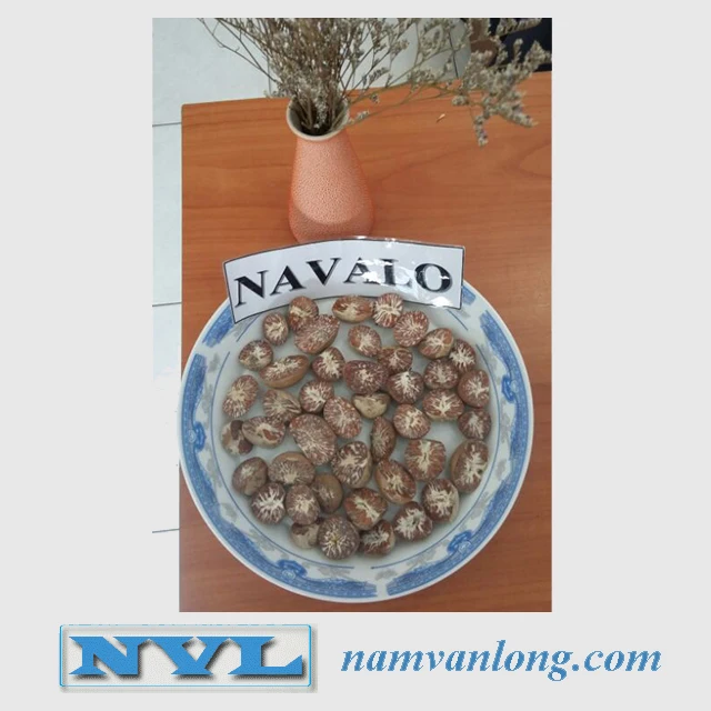 TOP SALE!!! DRIED BETEL NUT at VERY HIGH QUALITY & THE BEST PRICE FROM VIETNAM VENDOR 2022