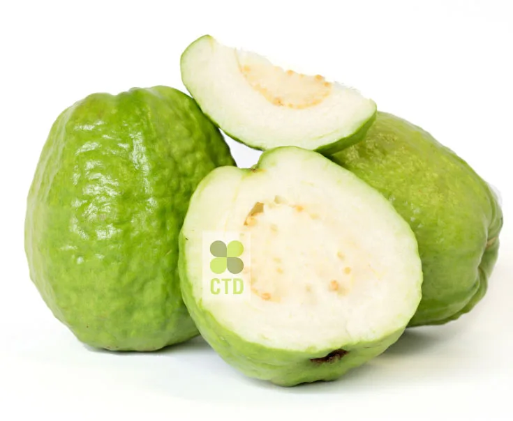 
Fresh Guava from Vietnam_high quality/good price 