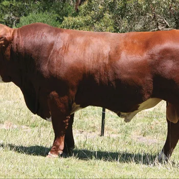 
Живой симпатичный Крупный рогатый скот на продажу 