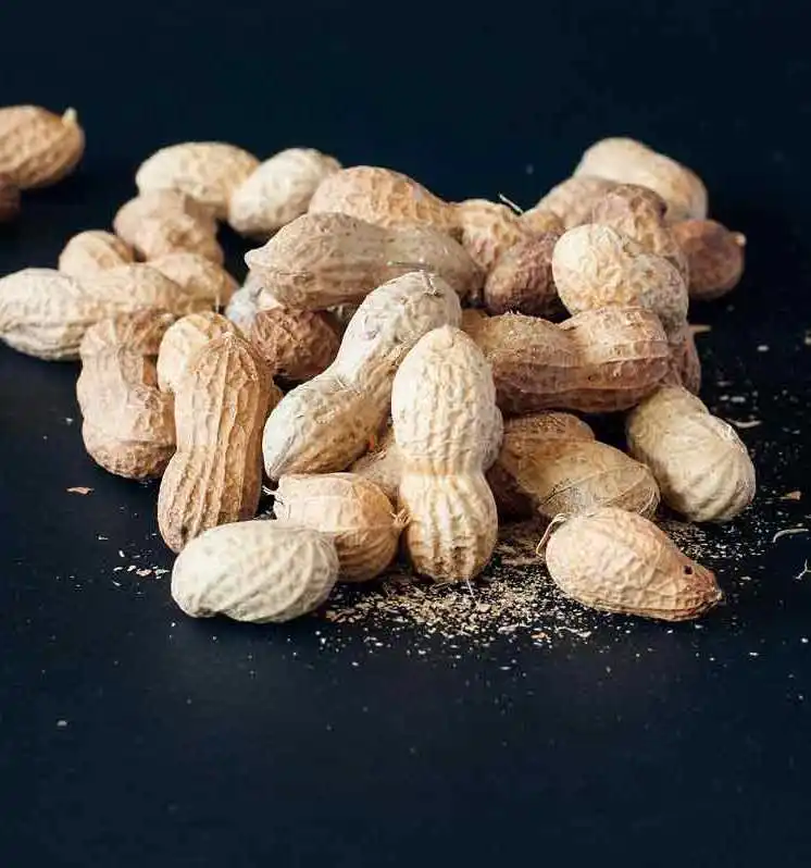 
wholesale peanuts in shell , fresh crop 2019 , high quality best price from Egypt 