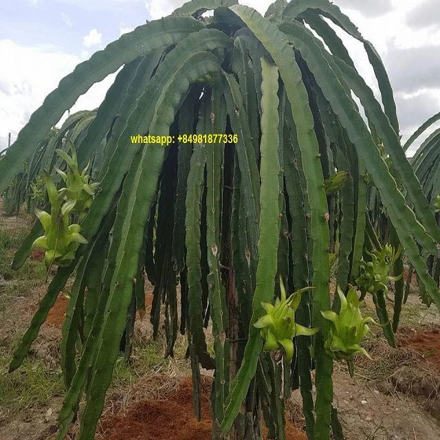 Свежие фрукты RED DRAGON, высокое качество