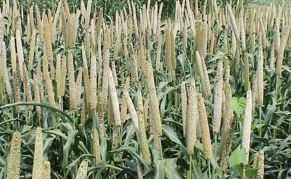 
Good Quality Of Bajara Seeds For Sale For Barbados 