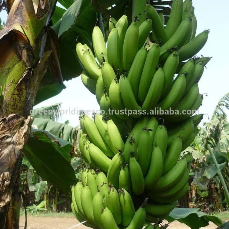 VIETNAMESE GREEN CAVENDISH BANANA WITH CHEAP PRICE