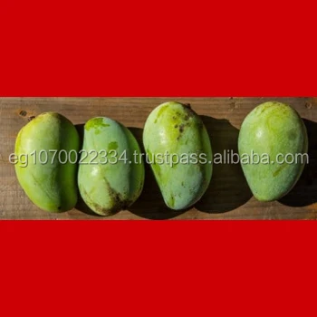 fresh mango ready export 2020