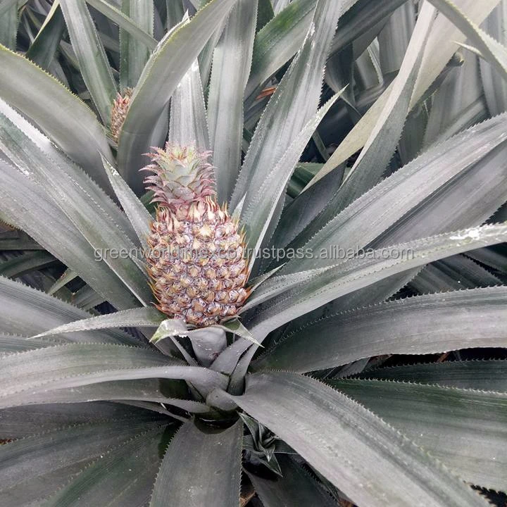 Yellow pineapple with amazing taste and best price for 2018