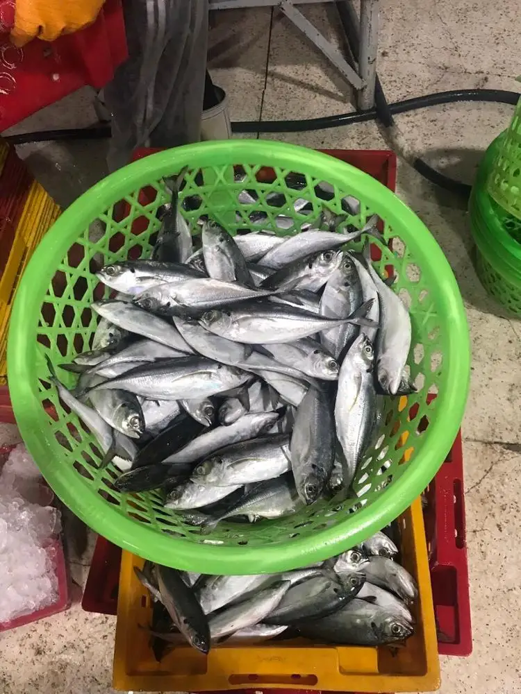 FROZEN HORSE MACKEREL , GRADE 3A,