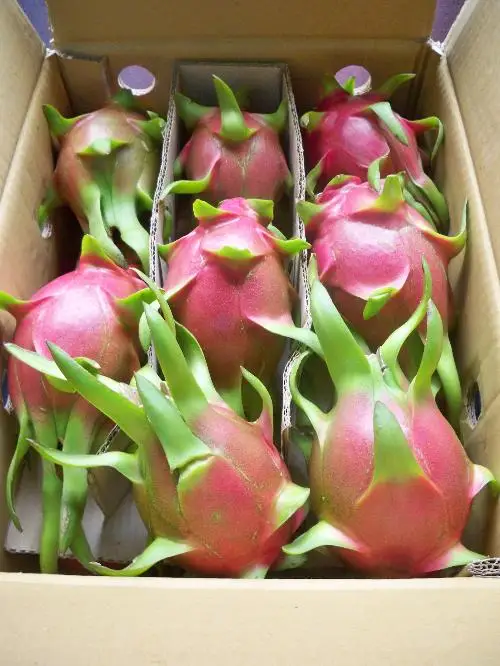 
VIET NAM RED AND WHITE DRAGON FRUIT/FRESH DRAGON FRUIT / WHATSAPP +0084 845 639639 