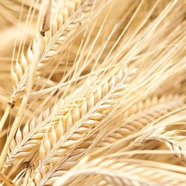 barley malt