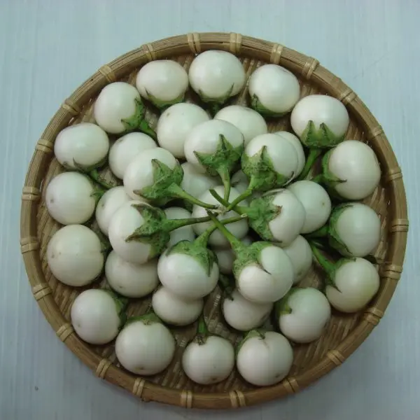 Fresh Melongen - garden egg whatsapp +84 845 639 639