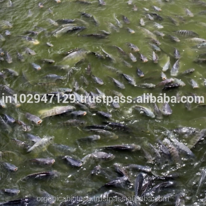 Natural Fish Farming Probiotic fish feed extruder