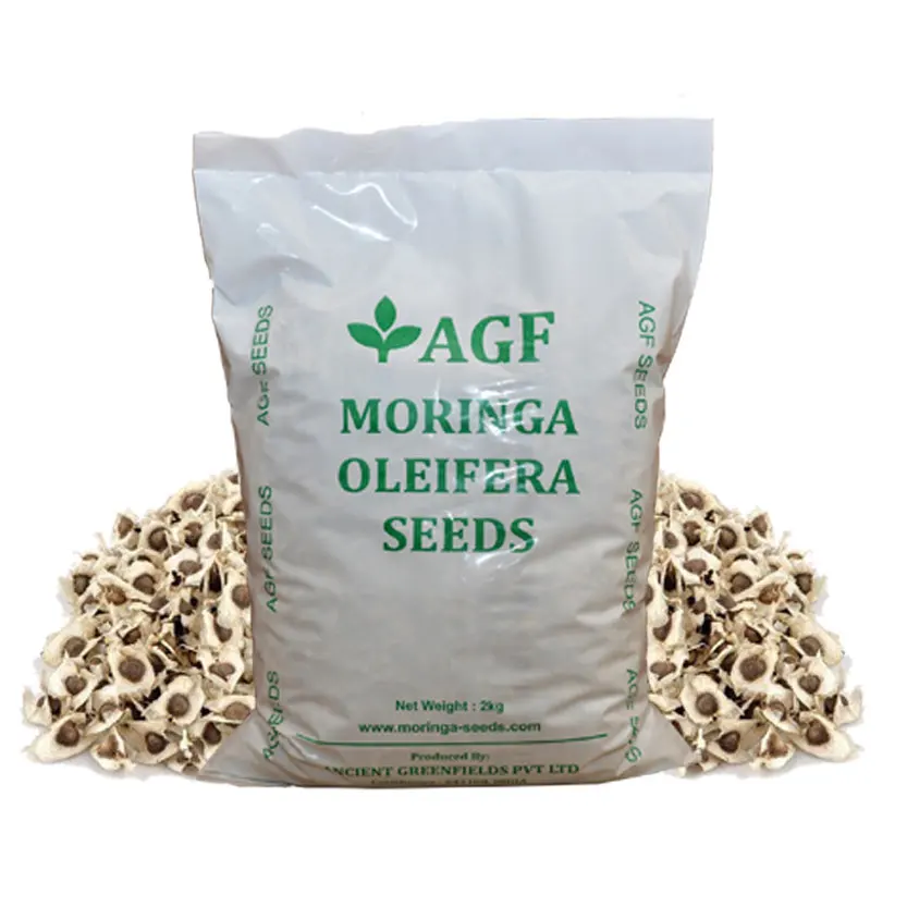 Organic Moringa Seed For Cultivation Wholesale Indian moringa Oleifera Seed best Price moringa seed pkm1
